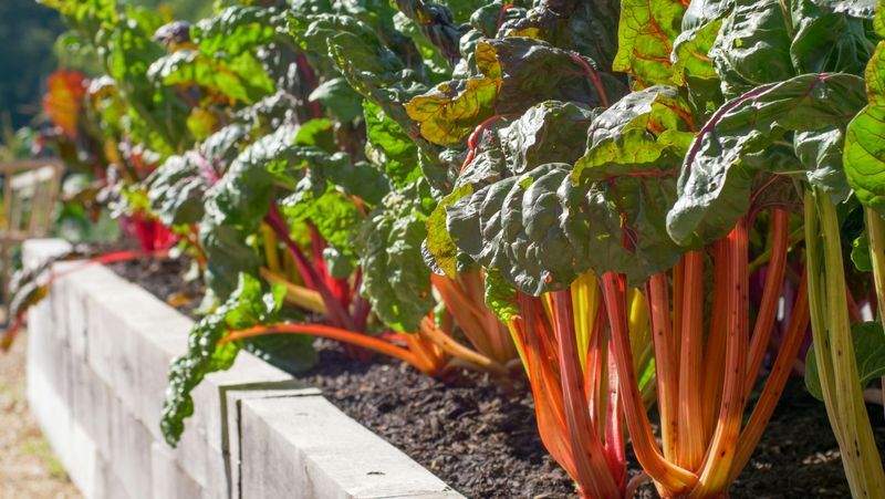 Arrosage raisonné : mieux préserver vos plantations