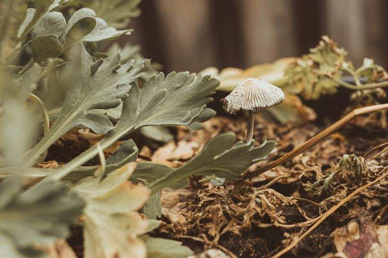 Jardins Harmonie Nature 15